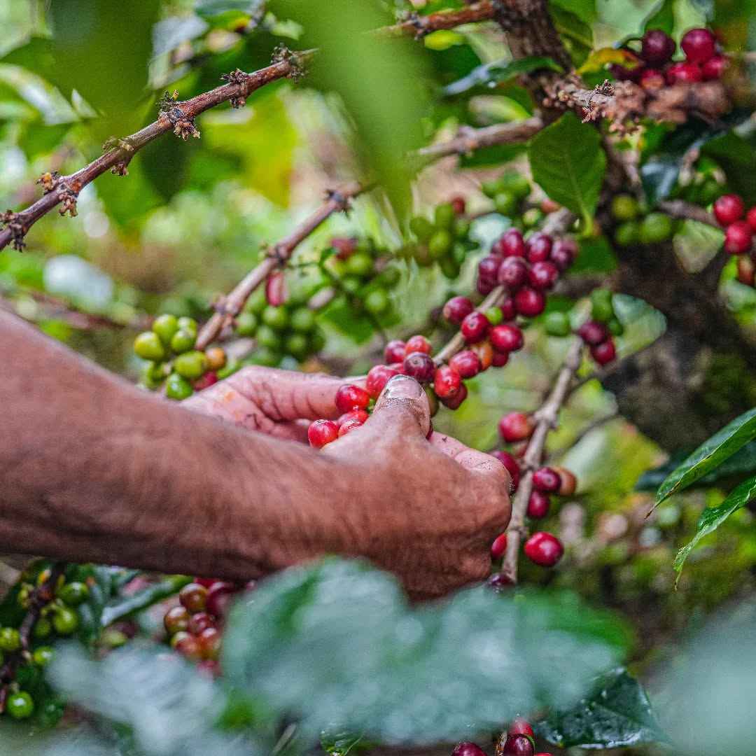 Café sonsoneño